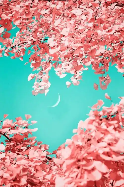 2020年都江堰最新壁纸送上请多多喜爱