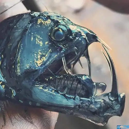 为何深海鱼大都很丑