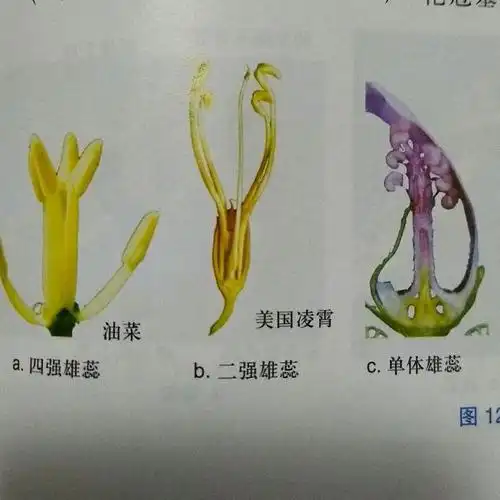 (1)四强雄蕊(tetradynamous stamen)雄蕊6枚,其中外轮的2个较短,内轮