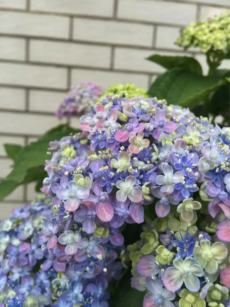 绣球—三河千鸟 我超喜欢的绣球品种:三河千鸟,没有之一.