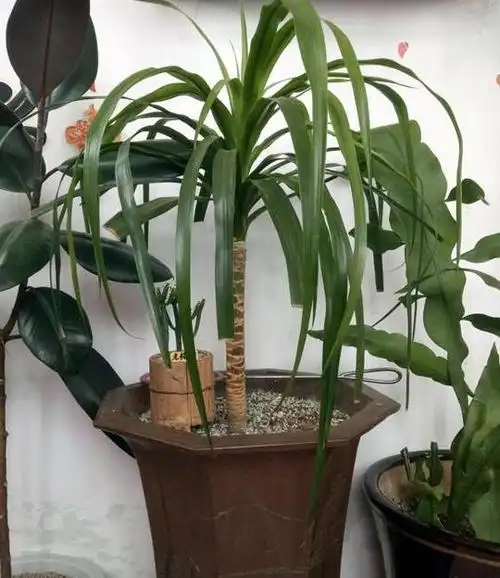 龙血树干尖时,要及时修剪掉影响美观的叶片.找准原因,对症解决.