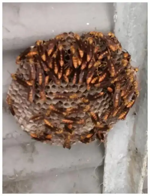 野生马蜂窝,医用价值很高,但要谨防掺假