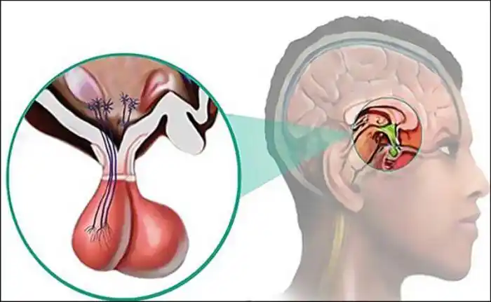 脑垂体是负责什麼