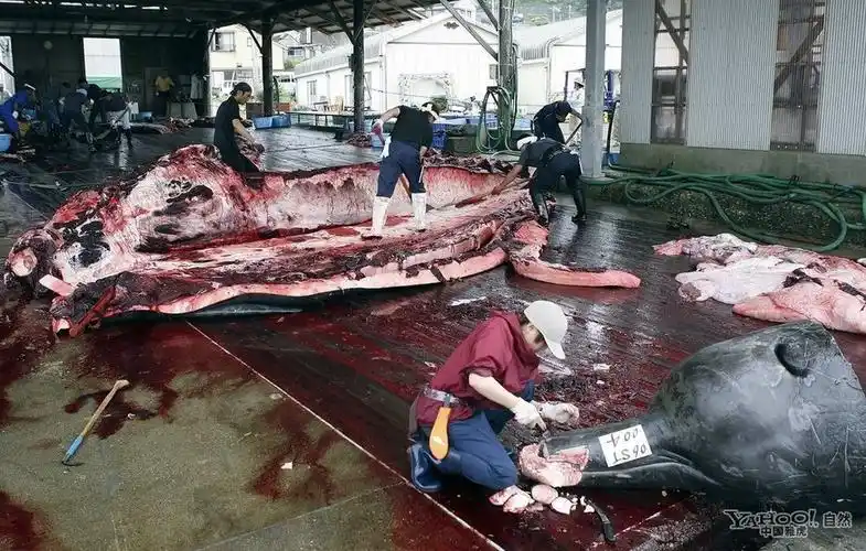 血腥屠杀日本人什么都吃组图