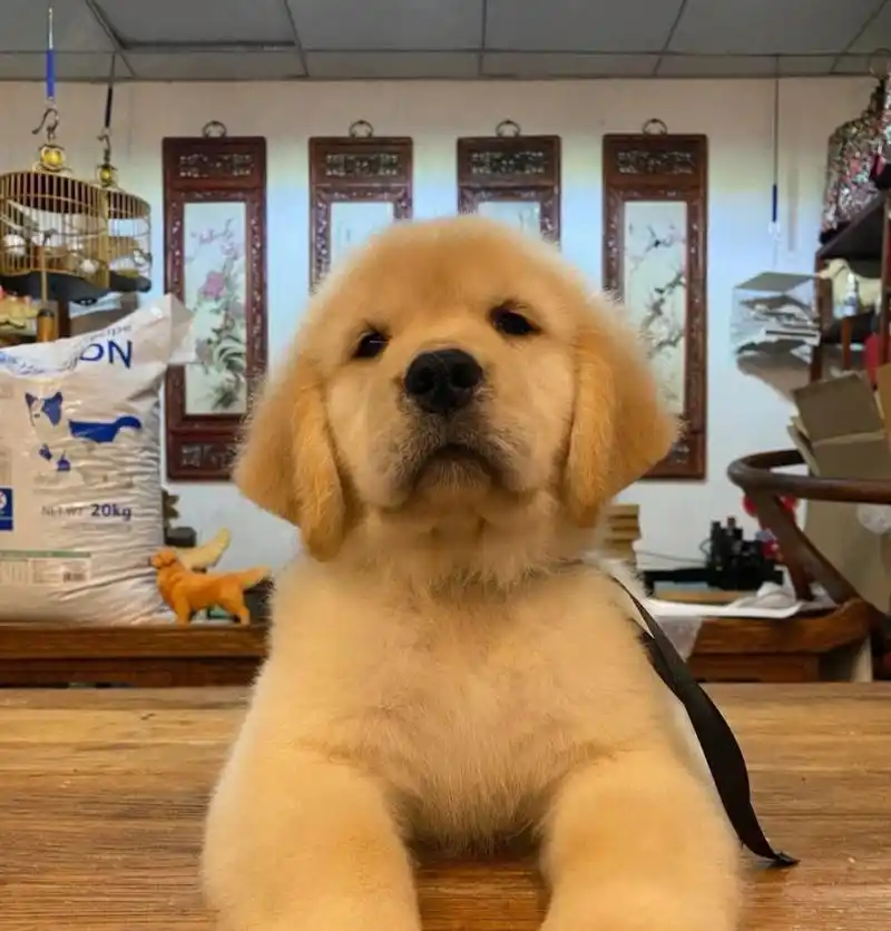 金毛犬纯不纯,看这5点就知道,串串装不出来
