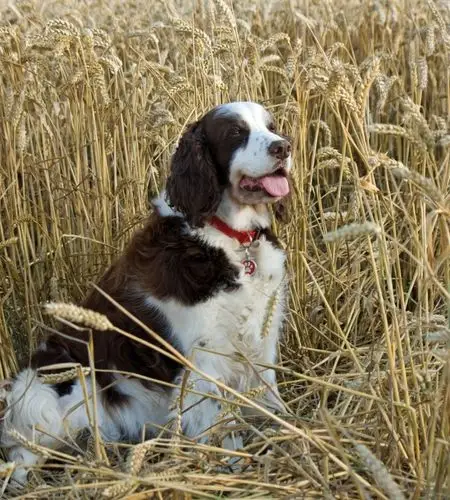 dog, english springer spaniel, spaniel, springer