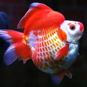 兰寿鹤顶红花珍珠红寿黑寿鎏金蝶尾红狮水泡元宝金鱼鱼食5人付款35