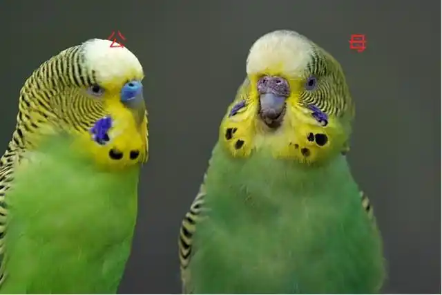 虎皮鹦鹉可以通过尾巴区分公母吗(看鼻子就能辨别出虎皮鹦鹉的公母)(4