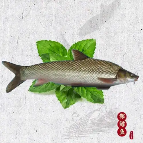 预售 天祥水产鲜活银鳕鱼十斤起售