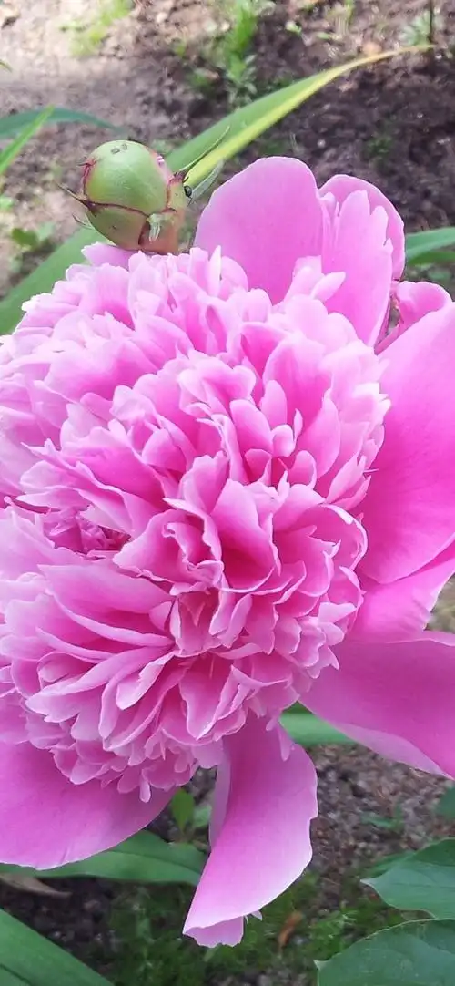 iphone 壁纸 粉色牡丹特写,花瓣,花朵