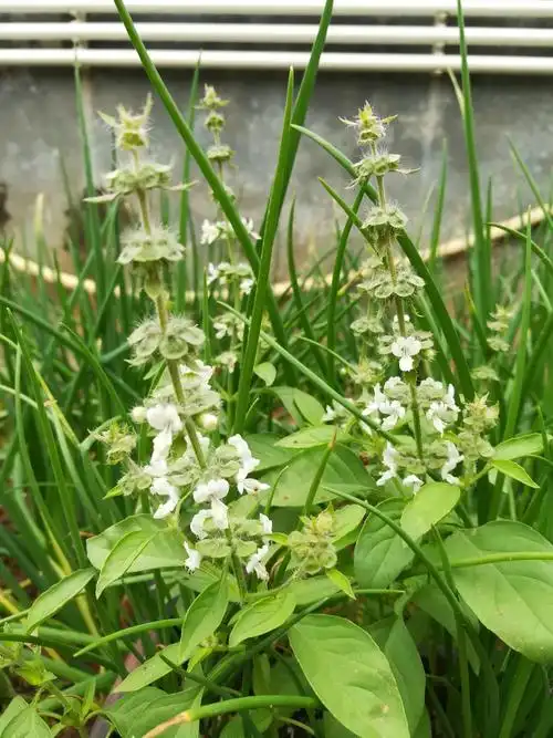 柠檬草薄荷,花很漂亮