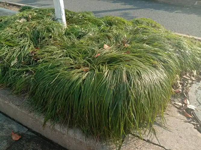 草长的都比你画的头发有层次感