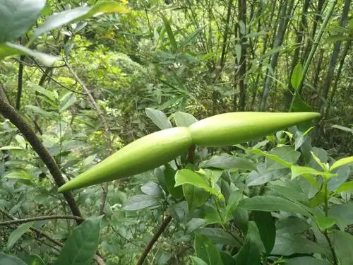 羊角扭,是一种有毒植物,勿摘.
