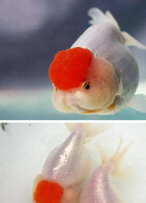 原创宠物金鱼了解金鱼品种之二