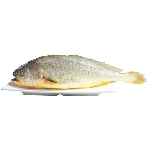 野生鲜活水产海鲜新鲜1500g黄花鱼半野高品质深海黄鱼