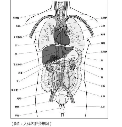 人体器官分五脏六腑器官散布图明晰年夜图看