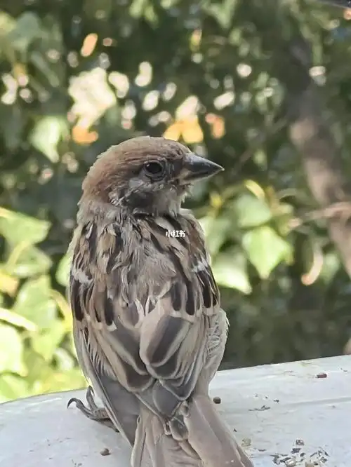 麻雀宝宝长大以后也随时欢迎你回来玩的78