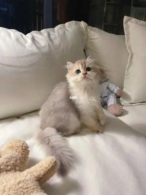 蓝金渐层长毛弟弟6500