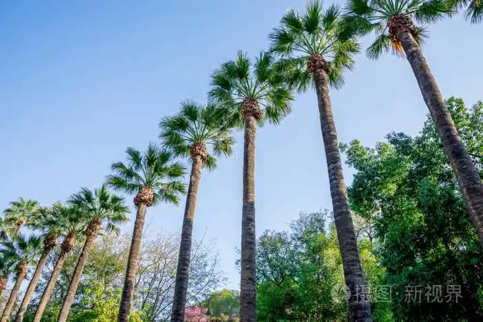 风景名胜高大的棕榈树在尼科西亚市公共公园塞浦路斯