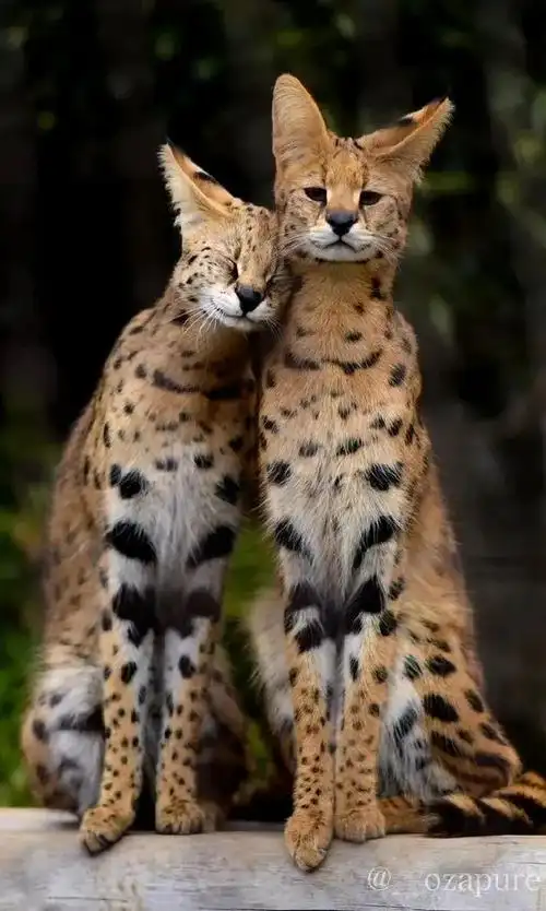 全世界禁养的野猫一看就很刑很可拷