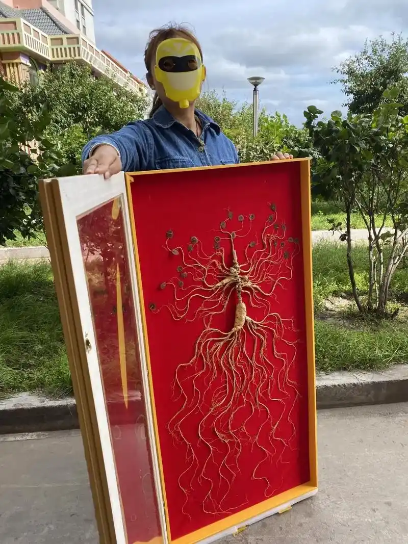 出长白山百年人参王 97产地为长白山人参,参龄约40年～45 - 抖音