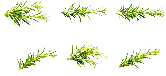迷迭香植物香料png素材