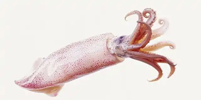 孕育期能不能吃——墨鱼