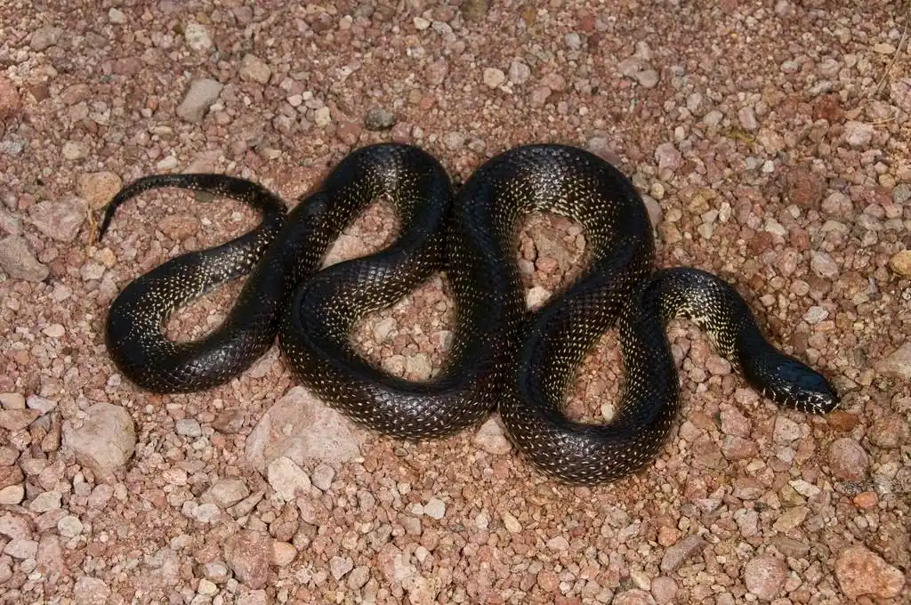 沙漠王蛇 (统称 getula splendida)