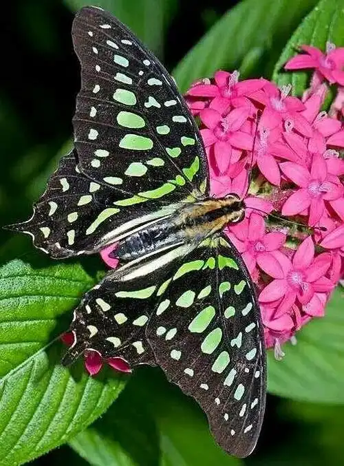 夕阳的相册-七彩蝴蝶