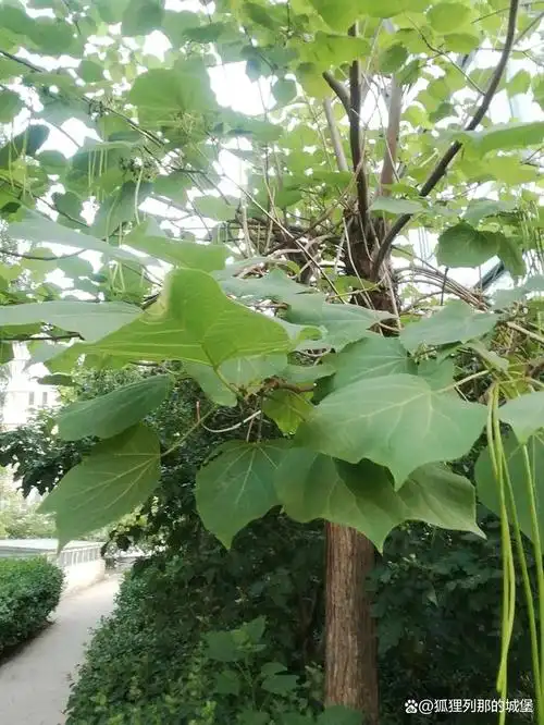 图片欣赏,阔叶树梓树