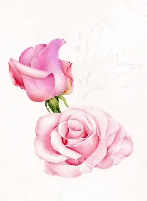 零基础彩铅画入门教程 | 彩铅画一朵艳丽的月季花