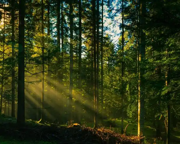 森林树木,太阳光线 壁纸