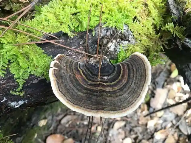 【周末讲坛】路边的毒蘑菇,千万不要采