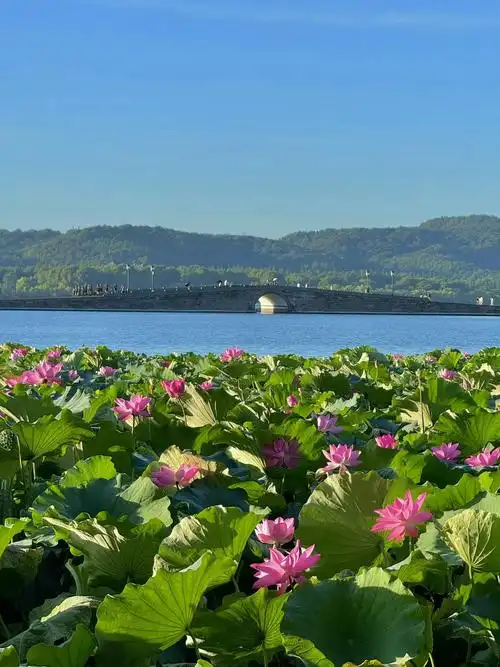 清晨6点才能看到的西湖荷花