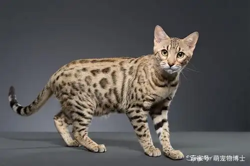 中国本土猫种类大全