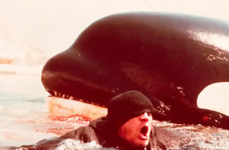 orca: killer whale the killer whale