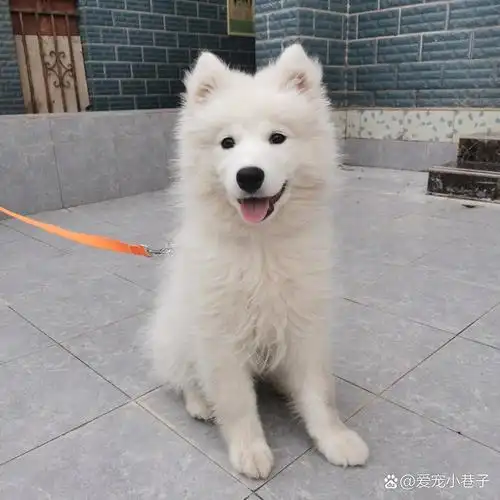 尴尬期的萨摩耶&换毛的萨摩耶 尴尬期还是丑得挺清秀的~哈哈哈 开始