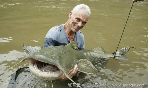 湄公河巨型鲶鱼(湄公河巨型鲶鱼吃人吗)