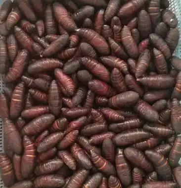 [虫蛹批发]松蛹价格65.00元/斤 - 一亩田