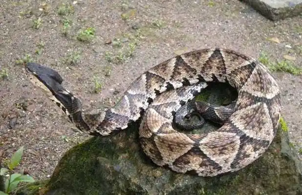 极多,常见的有五步倒,岩头斑,白花蛇(湖南,江西,浙江),祁蛇(江西,安徽