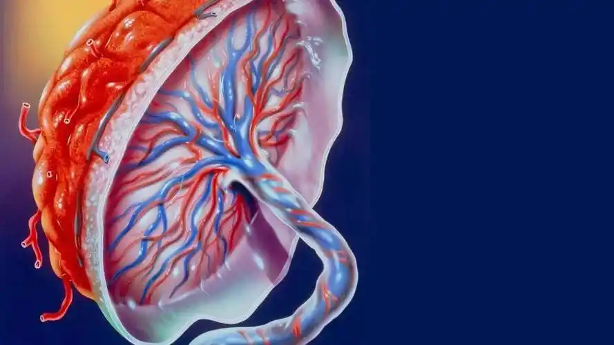 原创产后胎盘去哪了被回收还是被丢弃医生透露出真相产妇后悔了