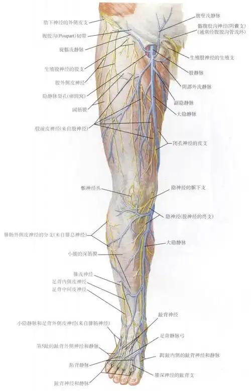 脊神经分支及其支配区最全整理