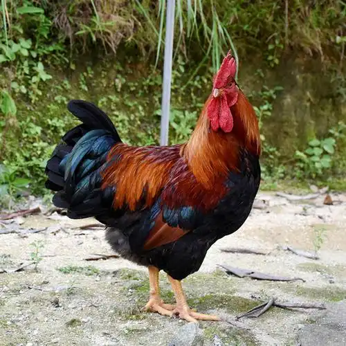 农家散养山鸡大公鸡红烧食材走地新鲜冷冻整鸡整鸡