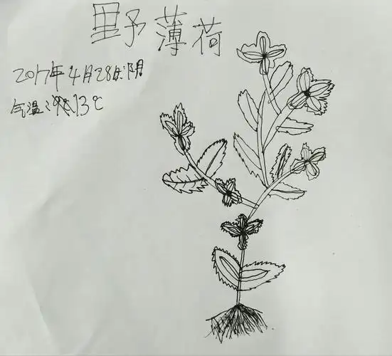 《自然童心 植物图鉴》之薄荷