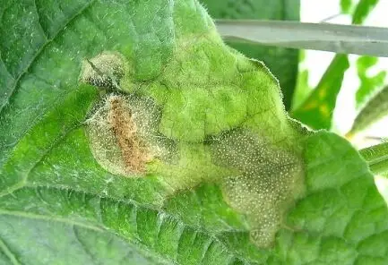 如何识别蔬菜灰霉病和霜霉病?(图)