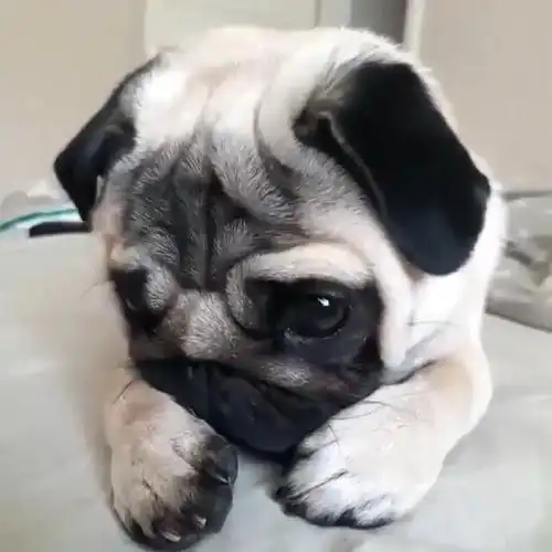 可怜委屈无助#汪星人##动物搞笑视频# . 来自乐蛋org - 微博