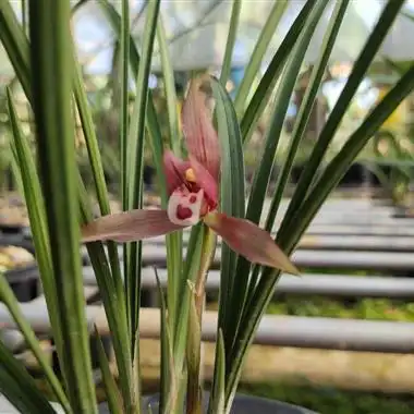 莲瓣兰极品红—红豆2苗 - 中国兰花交易网