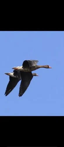 3月下旬,气温逐渐升高,冰面全部化开之后珍珠湖是雁鸭类的天堂.