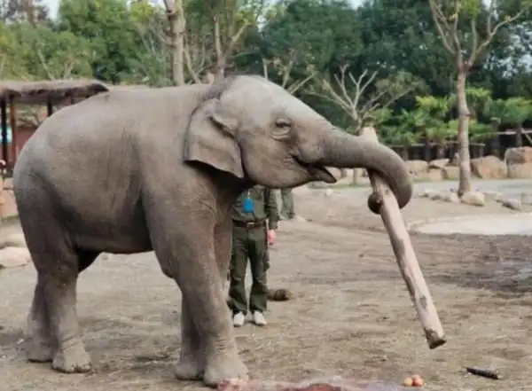 大象卷木头的拼音?