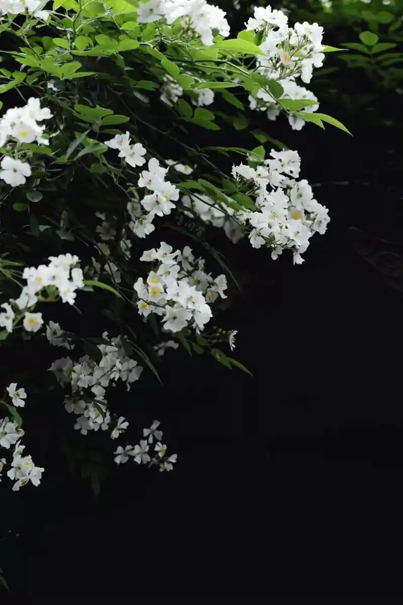 看到麝月抽中荼蘼花签,宝玉愁眉,这是他不愿接受的现实:荼蘼之后,春归